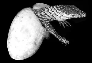 单细胞生物可以通过细胞分裂的方式直接进行_单细胞生物可以通过细胞分裂的方式直接进行_单细胞生物可以通过细胞分裂的方式直接进行