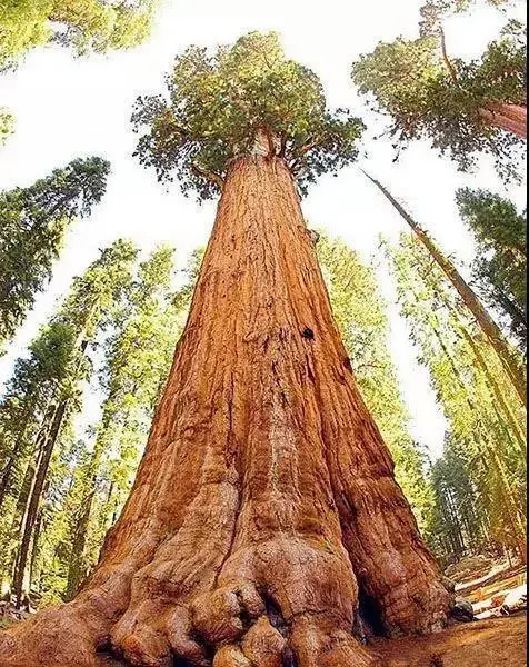 大气层中生物_大气生物层存在于哪里_大气层生物真的存在