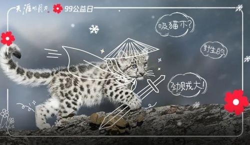 “芝士雪豹”是怎样成为一个国风游戏的公益答案