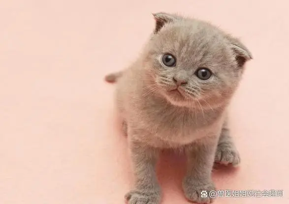 猫杯状病毒如何治疗和预防？铲屎官学一学，喵星人更好养