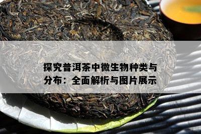 探究普洱茶中微生物种类与分布：全面解析与图片展示