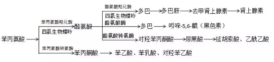生物化学：甲硫氨酸、苯丙氨酸与酪氨酸的代谢