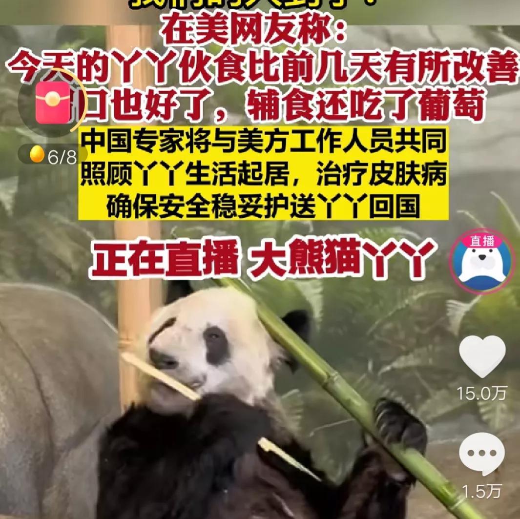 关于大熊猫的冷知识，你知道吗？