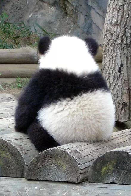熊猫知识科普_关于熊猫的知识大全有哪些_关于熊猫的小知识有哪些