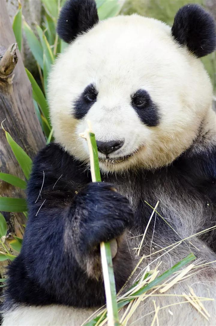 熊猫知识科普_关于熊猫的知识大全有哪些_关于熊猫的小知识有哪些