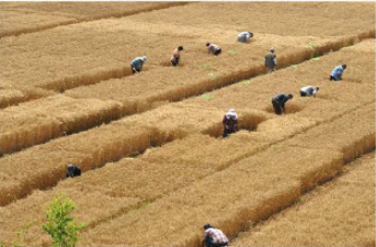 生物改良盐碱地优点_改良盐碱地植物_生物改良盐碱地
