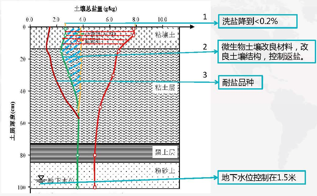 生物改良盐碱地_生物改良盐碱地优点_改良盐碱地植物