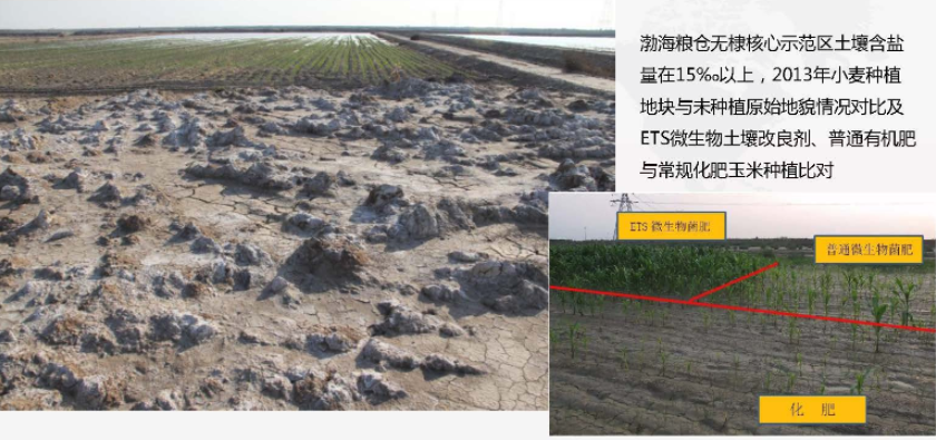 生物改良盐碱地_生物改良盐碱地优点_改良盐碱地植物