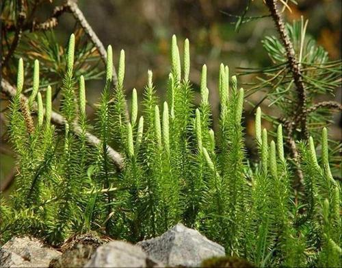 第一个爬上陆地的生物_陆地爬行_陆生爬行动物