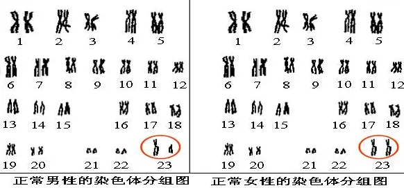 24对染色体是什么生物_染色体是生物吗_染色体生物是指