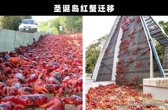 奇闻趣事：地球上发生的7个非常奇特和有趣的事情
