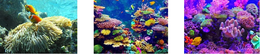 在海底“植树造林”，中国能行！