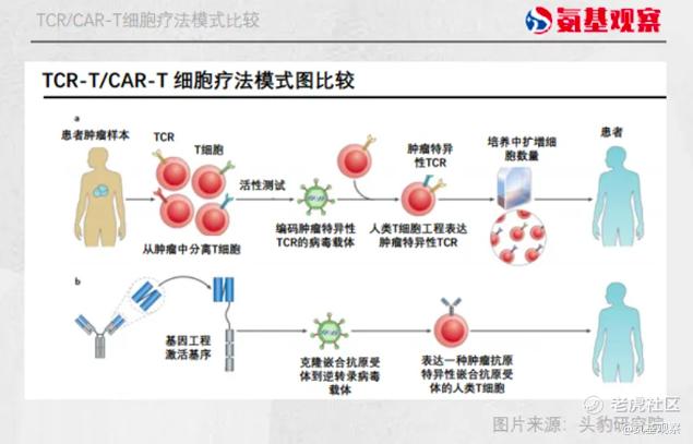 TCR-T 疗法割裂的一日