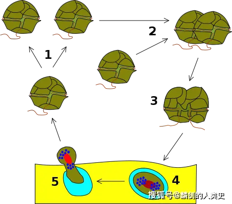 细胞生物的核酸是什么_单细胞生物是不是真核生物_生物细胞核图