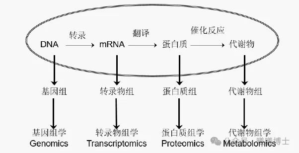 什么是合成生物学？ | 「发酵罐一响，黄金万两」