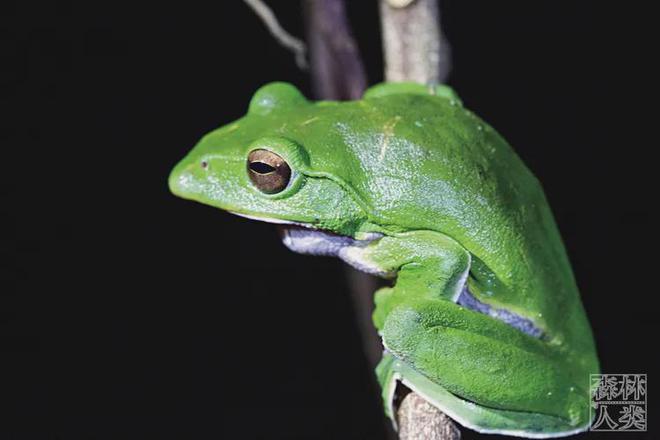 世界上共有多少种生物_生物界有多少种生物_世界上生物种类有多少