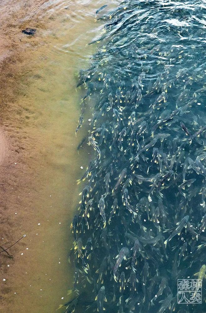 世界上共有多少种生物_世界上生物种类有多少_生物界有多少种生物