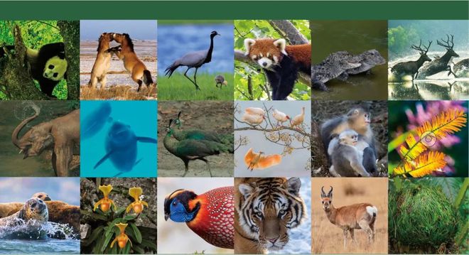 世界上生物种类有多少_世界上共有多少种生物_生物界有多少种生物