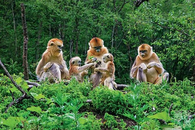 世界上共有多少种生物_生物界有多少种生物_世界上生物种类有多少