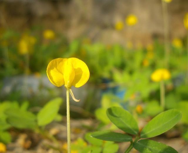 花生的花开在地上，果实为什么结在地下？