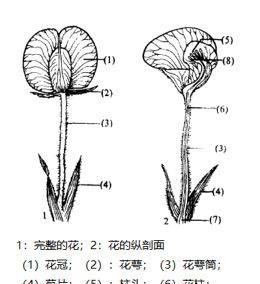 花生的花开在地上，果实为什么结在地下？