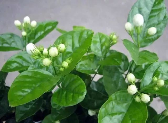 种花，让生活更美好