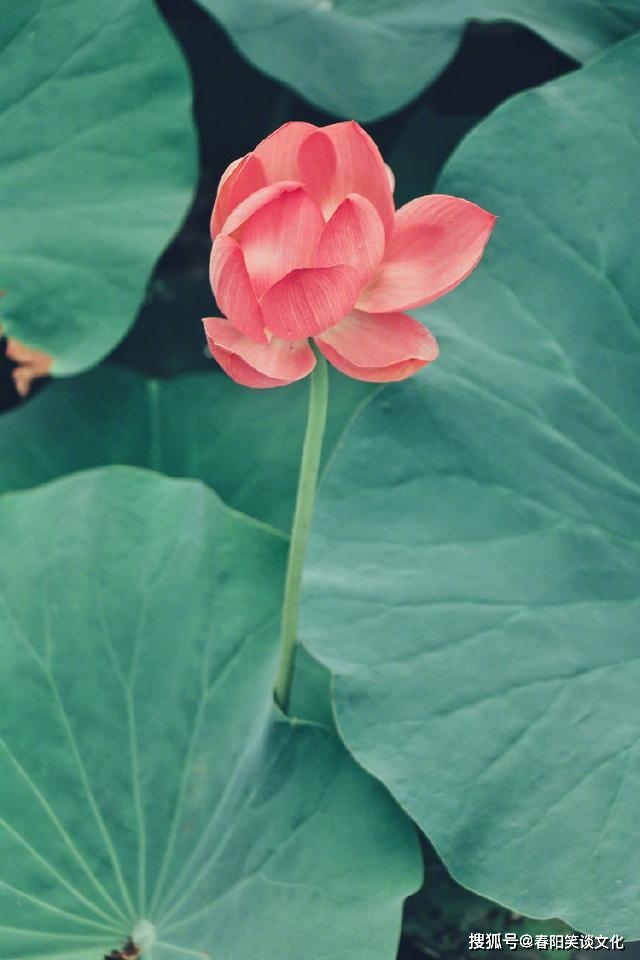 佛家放下执念的句子，静下心来好好看看（深度好文）