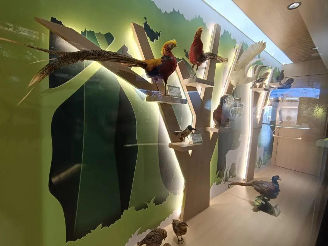 喜迎COP15！轿子山生物多样性展览馆正式对外开放