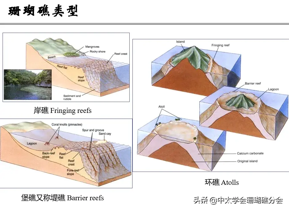 珊瑚骨骼礁生物造礁是什么动物_珊瑚礁是由造礁珊瑚和其他生物骨骼_珊瑚骨骼礁生物造礁是什么意思
