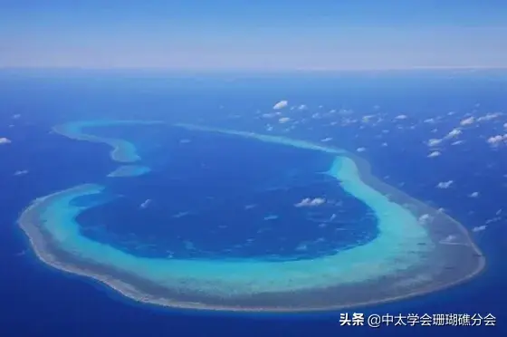 珊瑚骨骼礁生物造礁是什么动物_珊瑚礁是由造礁珊瑚和其他生物骨骼_珊瑚骨骼礁生物造礁是什么意思