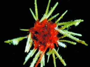 科技时代_全球海洋生物多样性分布图完成