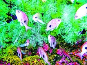 全球海洋生物多样性分布图完成