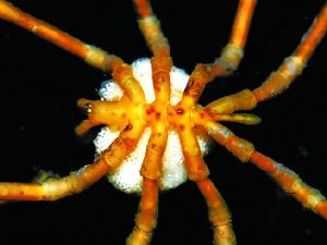 全球海洋生物多样性分布图完成