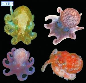 全球海洋生物多样性分布图完成