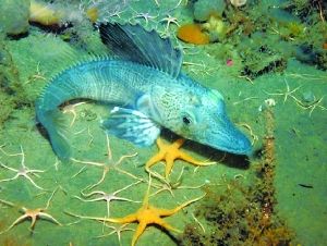 全球海洋生物多样性分布图完成