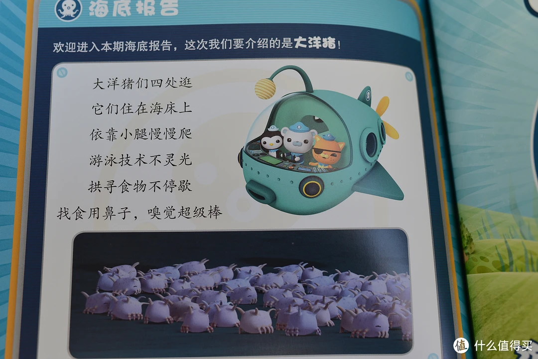 应该是一种形态特殊的海参。长得特别像小猪。