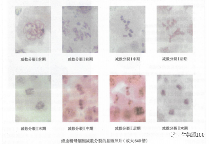 24对染色体是什么生物_染色体生物是什么意思_染色体是生物的遗传物质吗