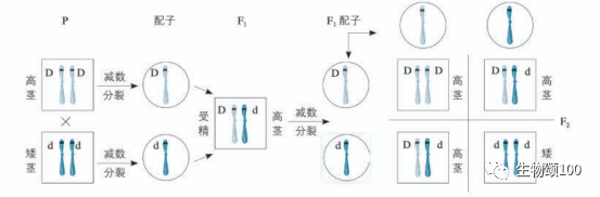 染色体是生物的遗传物质吗_24对染色体是什么生物_染色体生物是什么意思