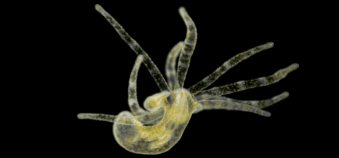 “没有脑子”的单细胞生物可能比你想象中更“聪明”！