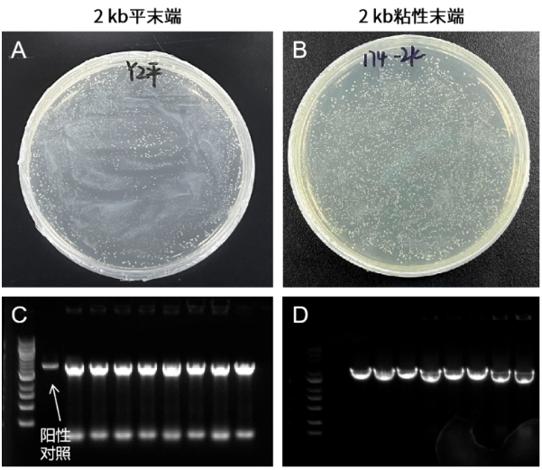 克隆羊是不是生物_克隆羊生物是什么生物_克隆羊生物是几年级学的