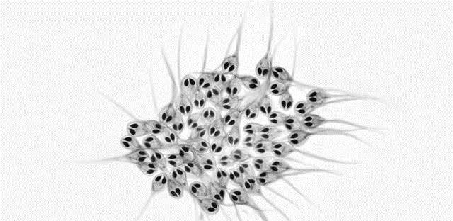呼吸生物模型_不能呼吸的生物_呼吸生物思维导图