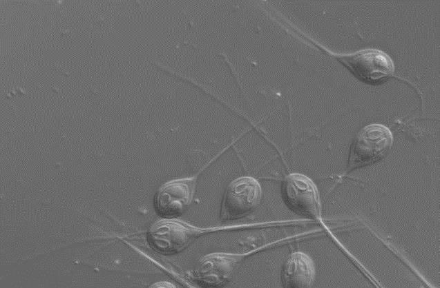 不能呼吸的生物_呼吸生物模型_呼吸生物思维导图