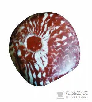 已灭绝的古代生物_灭绝的古生物_古生代末期灭绝的生物