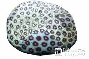 已灭绝的古代生物_古生代末期灭绝的生物_灭绝的古生物
