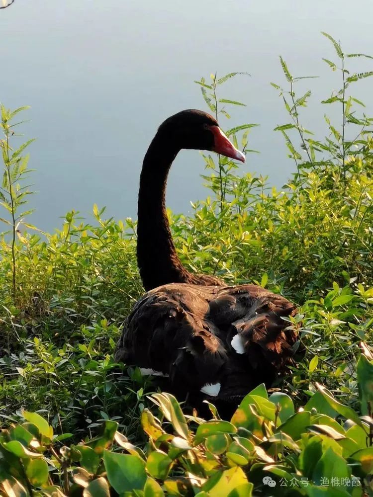 世间任何生物_世间生物都是怎么形成的_世间生物皆有灵性