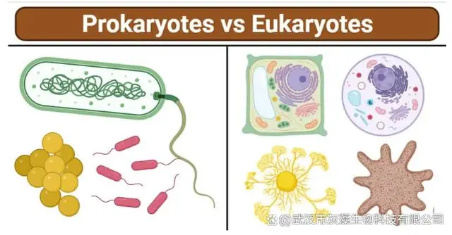 原核生物（prokaryote）和真核生物（eukaryote）的特征与区别