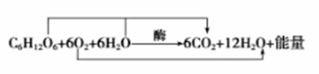 不能呼吸的生物_呼吸生物知识点_呼吸生物模型