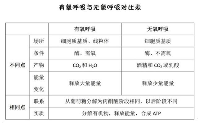 呼吸生物模型_不能呼吸的生物_呼吸生物知识点