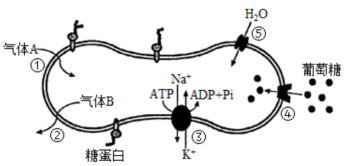生物试题 | 江苏省淮阴中学2023-2024学年高三2月期初生物试题